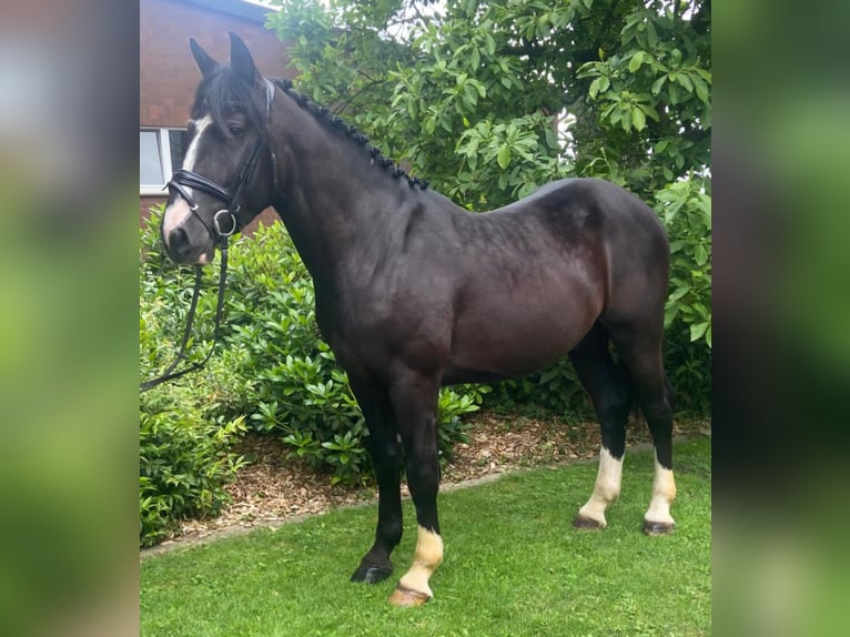 Altre razze Castrone 4 Anni 163 cm Morello in Hopsten