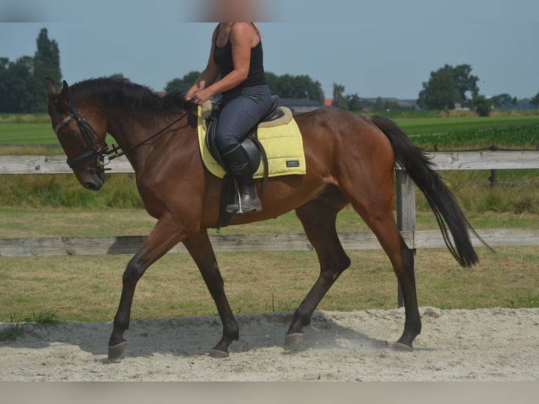 Altre razze Castrone 4 Anni 164 cm Baio in Breda