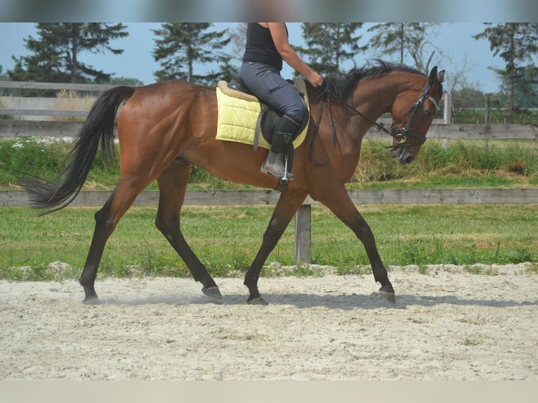 Altre razze Castrone 4 Anni 164 cm Baio in Breda
