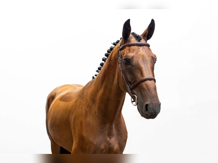 Altre razze Castrone 4 Anni 165 cm Baio in Waddinxveen