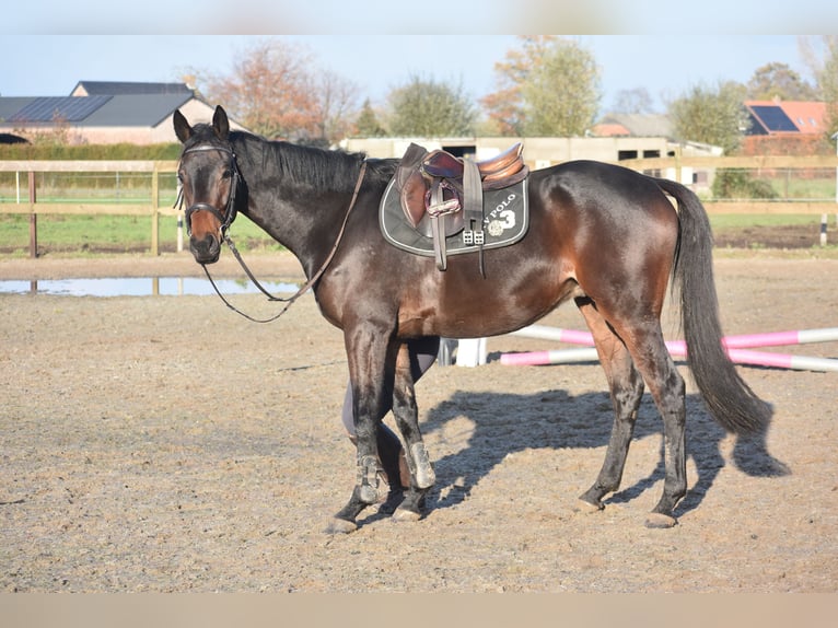Altre razze Castrone 4 Anni 165 cm Baio in Achtmaal