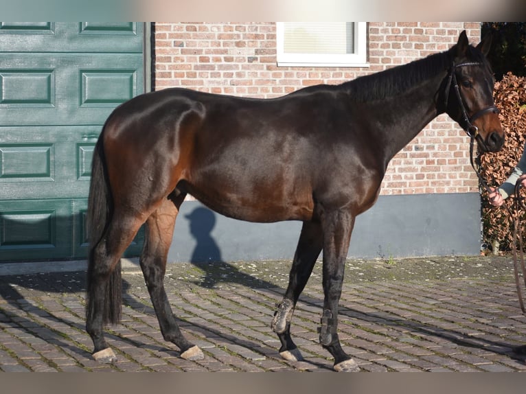 Altre razze Castrone 4 Anni 165 cm Baio scuro in Achtmaal