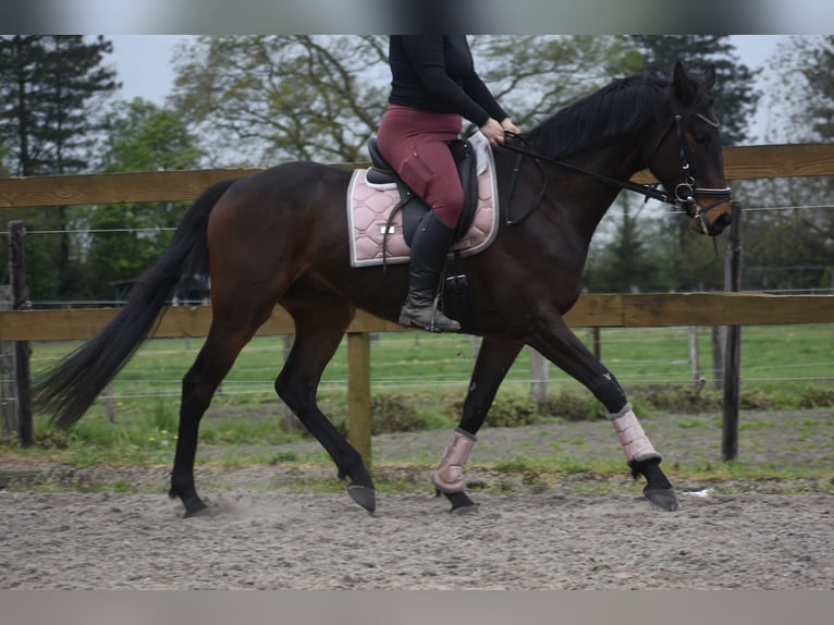 Altre razze Castrone 4 Anni 165 cm Baio scuro in Achtmaal