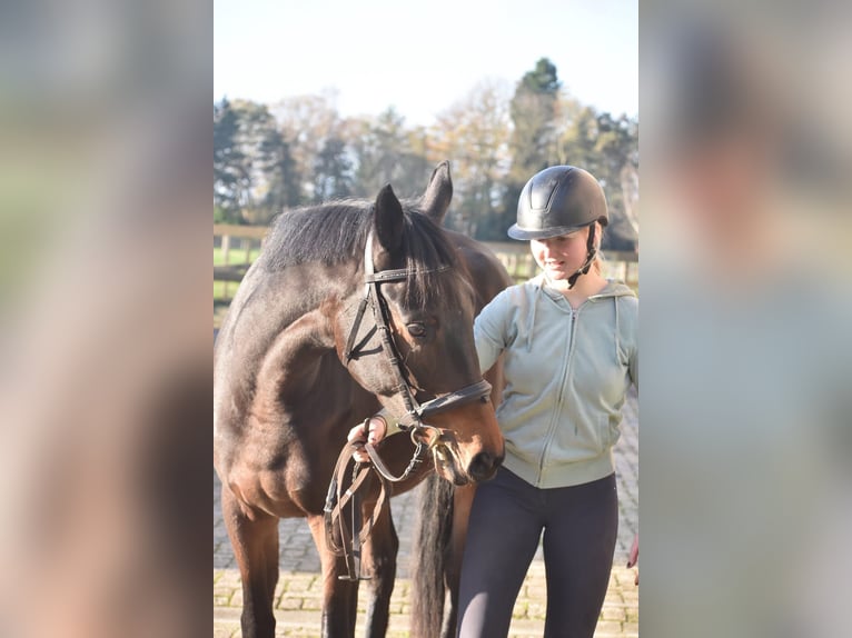 Altre razze Castrone 4 Anni 165 cm Baio scuro in Achtmaal