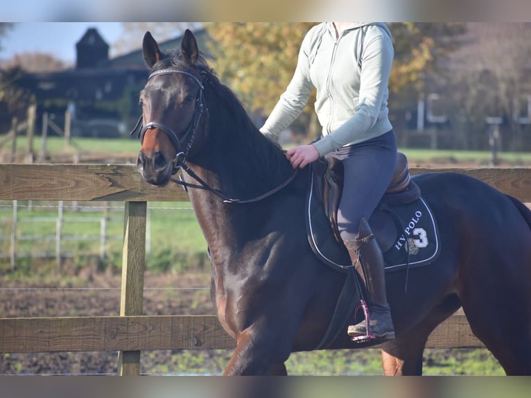 Altre razze Castrone 4 Anni 165 cm Baio scuro in Achtmaal