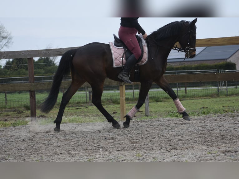 Altre razze Castrone 4 Anni 165 cm Baio scuro in Achtmaal