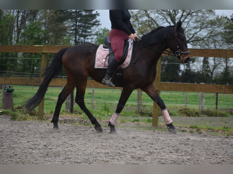 Altre razze Castrone 4 Anni 165 cm Baio scuro in Achtmaal