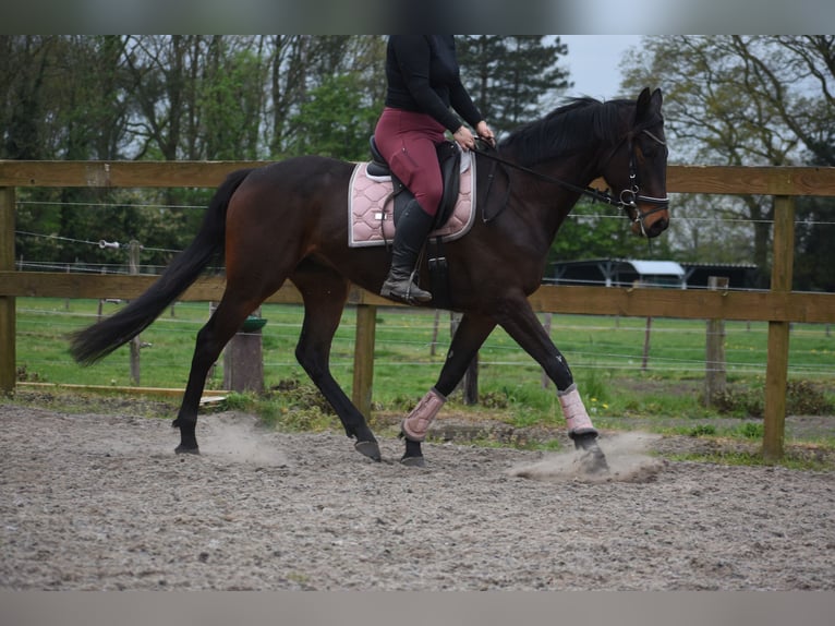 Altre razze Castrone 4 Anni 165 cm Baio scuro in Achtmaal