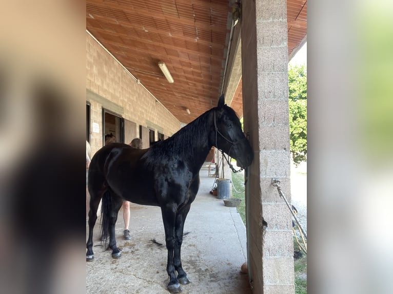 Altre razze Mix Castrone 4 Anni 165 cm Morello in Castel Goffredo