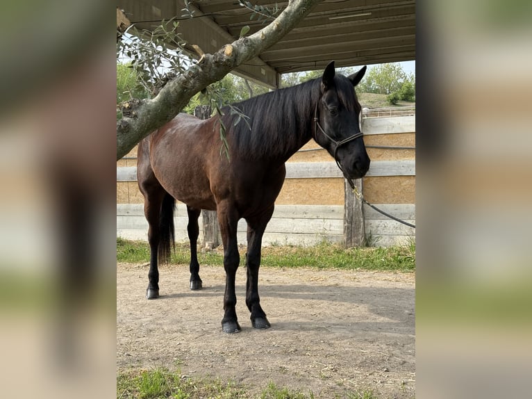 Altre razze Mix Castrone 4 Anni 165 cm Morello in Castel Goffredo