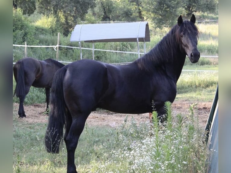 Altre razze Mix Castrone 4 Anni 165 cm Morello in Castel Goffredo