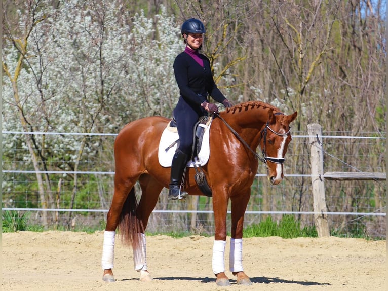 Altre razze Castrone 4 Anni 168 cm Sauro in Pér