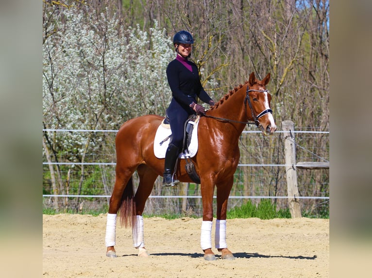 Altre razze Castrone 4 Anni 168 cm Sauro in Pér
