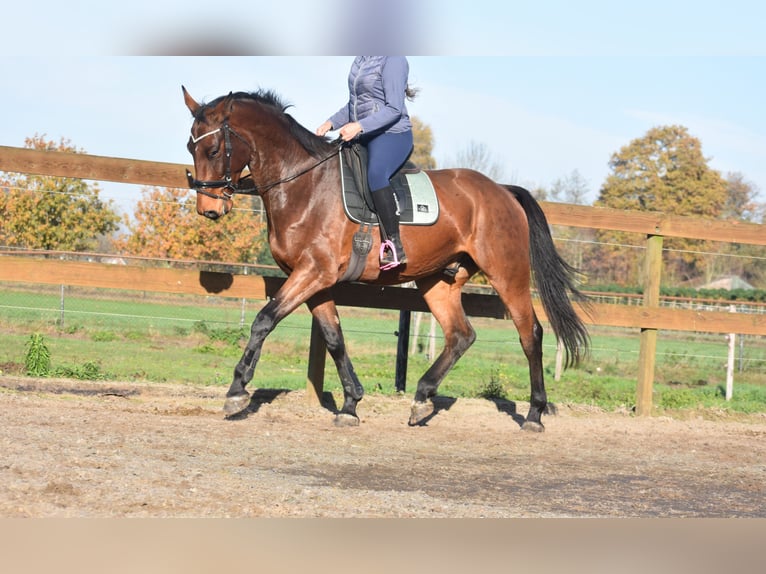 Altre razze Castrone 4 Anni 175 cm Baio in Achtmaal