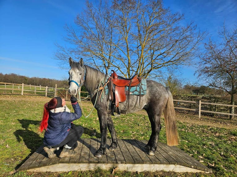 Altre razze Castrone 4 Anni Grigio pezzato in Linkenbach