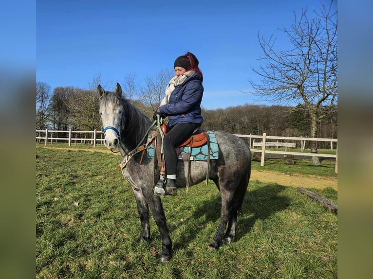 Altre razze Castrone 4 Anni Grigio pezzato in Linkenbach