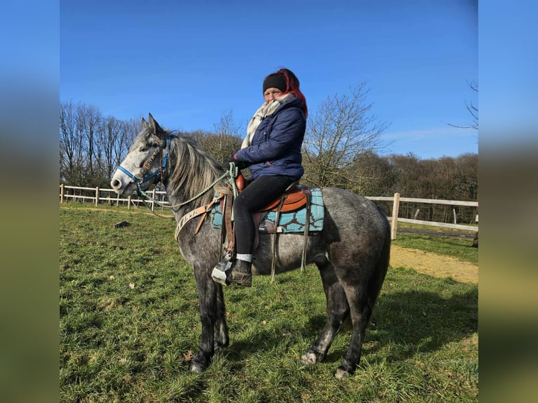 Altre razze Castrone 4 Anni Grigio pezzato in Linkenbach