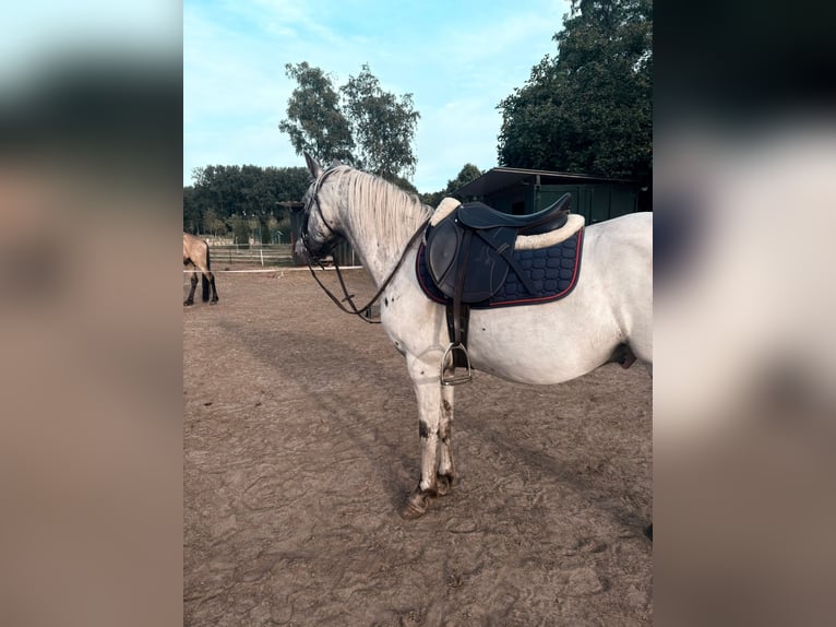Altre razze Mix Castrone 5 Anni 134 cm Leopard in Rijkevorsel