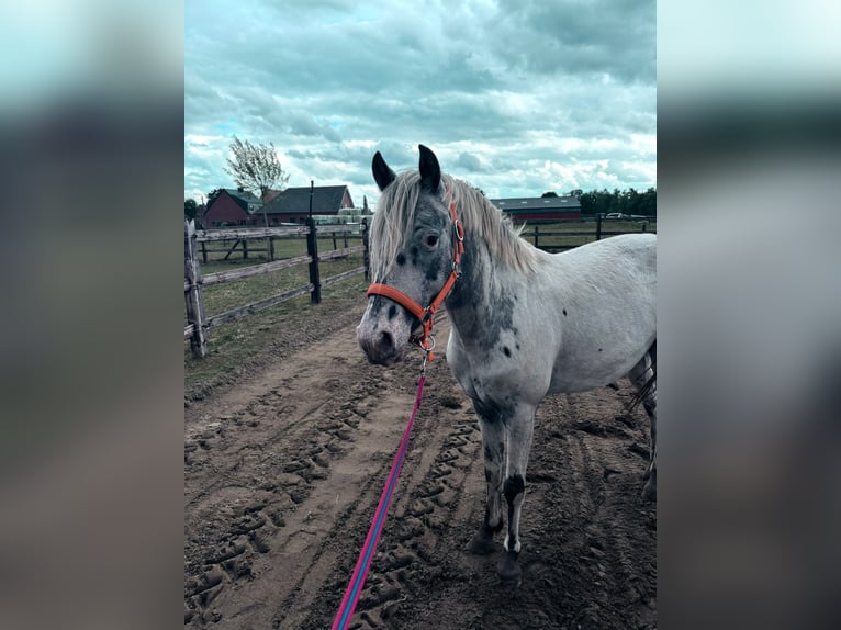 Altre razze Mix Castrone 5 Anni 134 cm Leopard in Rijkevorsel