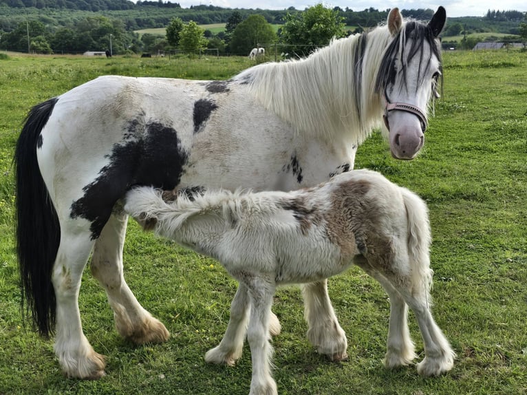 Altre razze Castrone 5 Anni 135 cm Pezzato in Linkenbach