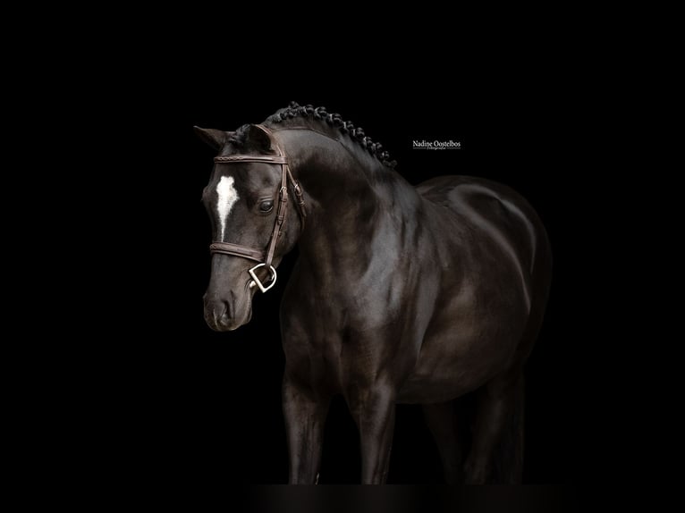Altre razze Castrone 5 Anni 136 cm  in Oost West en Middelbeers