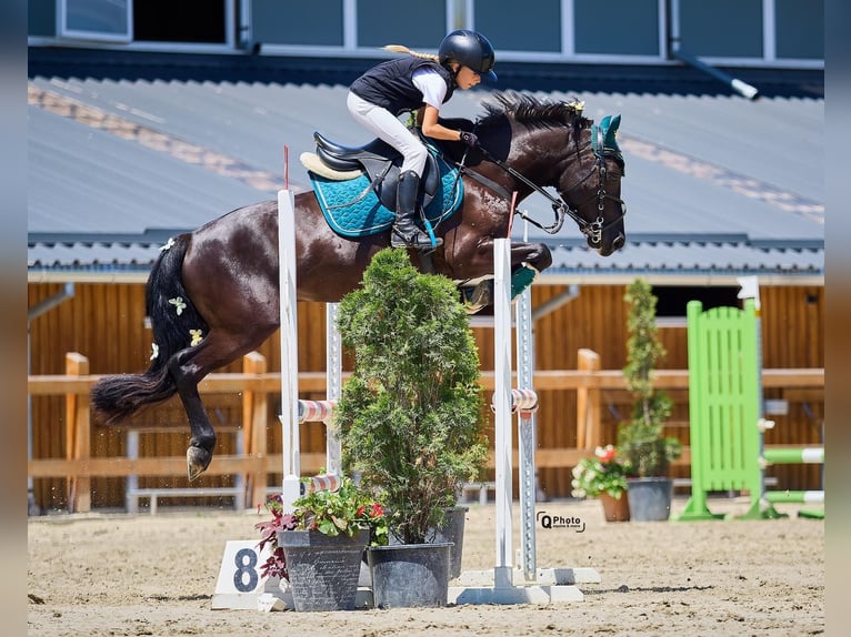 Altre razze Castrone 5 Anni 139 cm Baio nero in Braşov