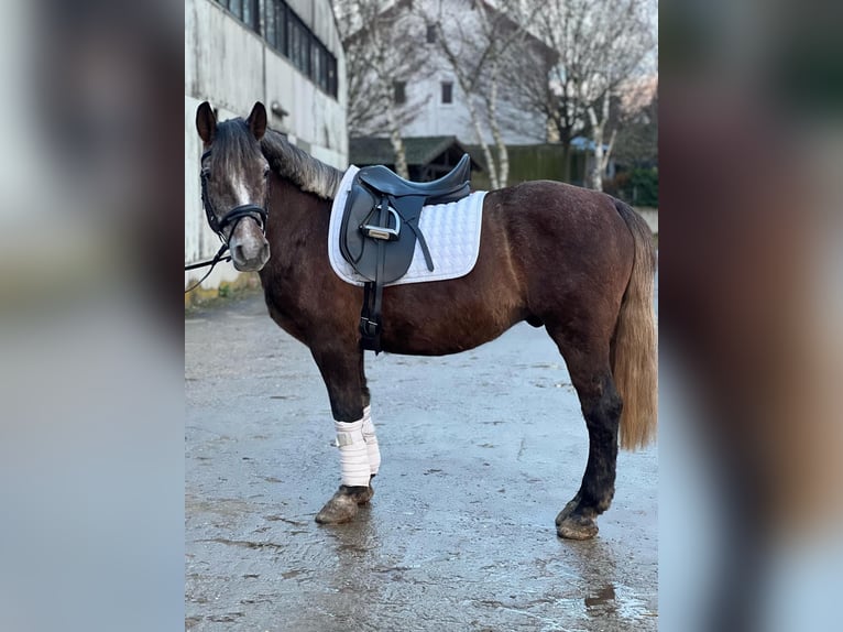 Altre razze Mix Castrone 5 Anni 140 cm Può diventare grigio in Wiesloch