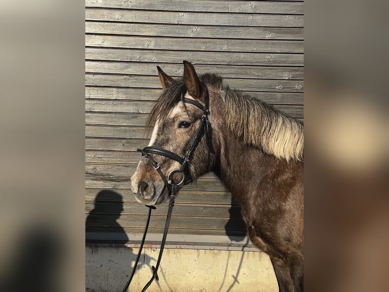 Altre razze Mix Castrone 5 Anni 140 cm Può diventare grigio in Wiesloch