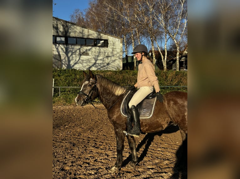 Altre razze Mix Castrone 5 Anni 140 cm Può diventare grigio in Wiesloch