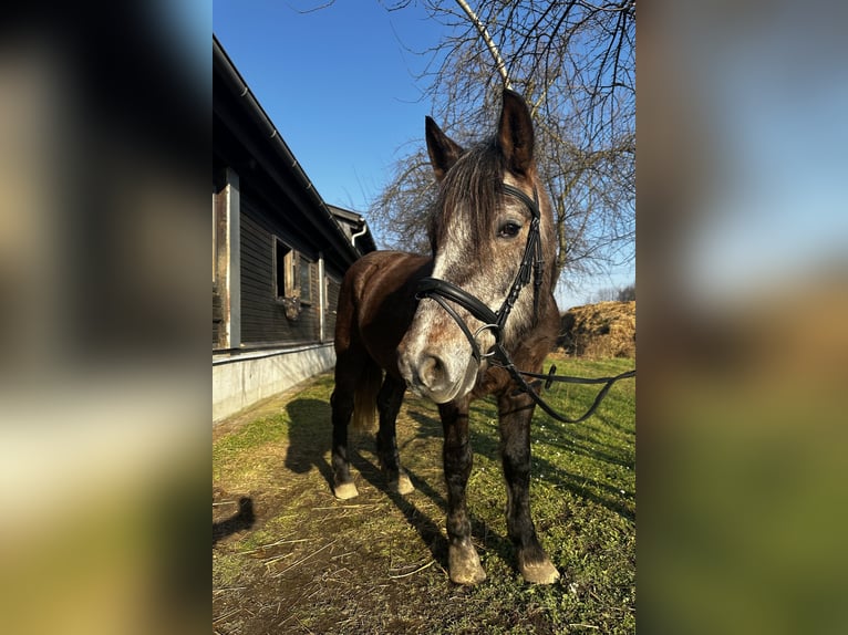 Altre razze Mix Castrone 5 Anni 140 cm Può diventare grigio in Wiesloch