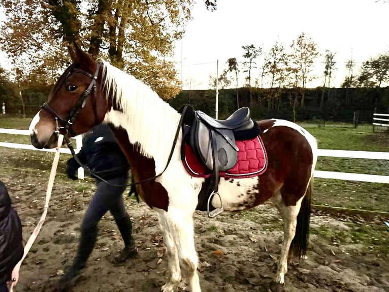 Altre razze Castrone 5 Anni 145 cm Pezzato in Heusden zolder
