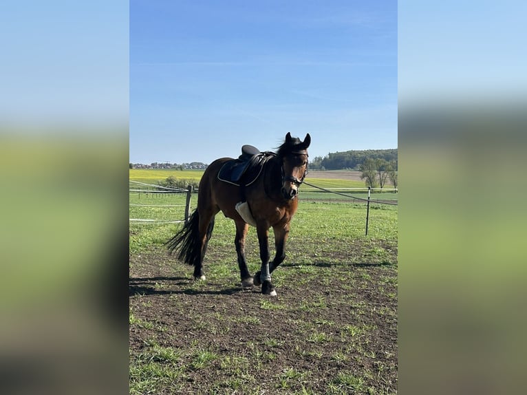Altre razze Mix Castrone 5 Anni 146 cm Baio in Wolsdorf