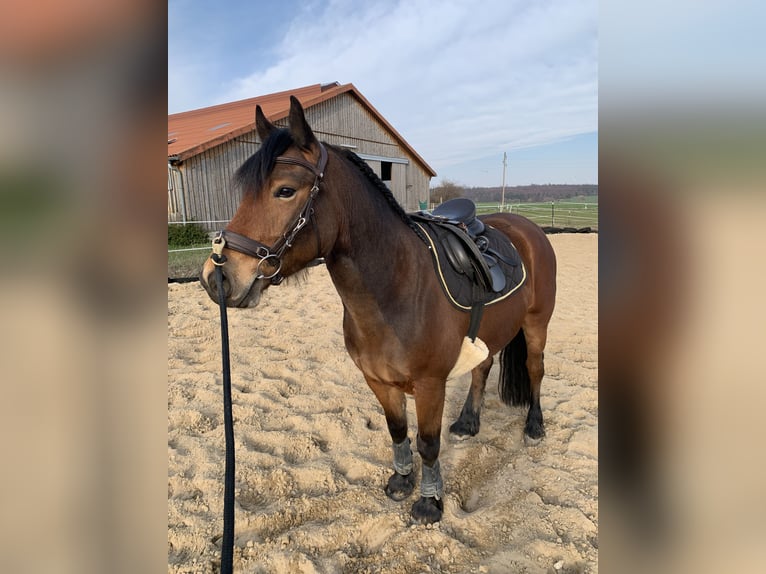 Altre razze Mix Castrone 5 Anni 146 cm Baio in Wolsdorf
