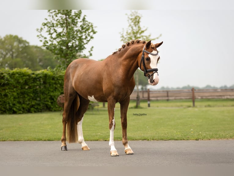 Altre razze Castrone 5 Anni 146 cm Sauro in Oost West en Middelbeers