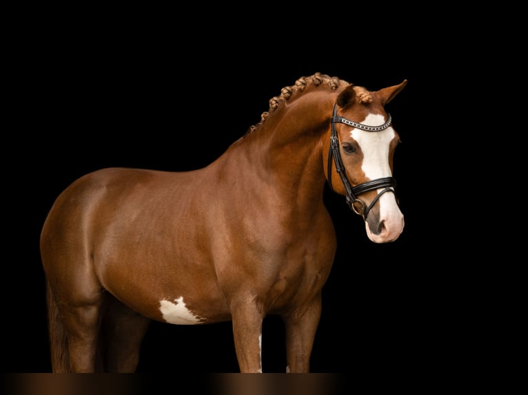Altre razze Castrone 5 Anni 146 cm Sauro in Oost West en Middelbeers