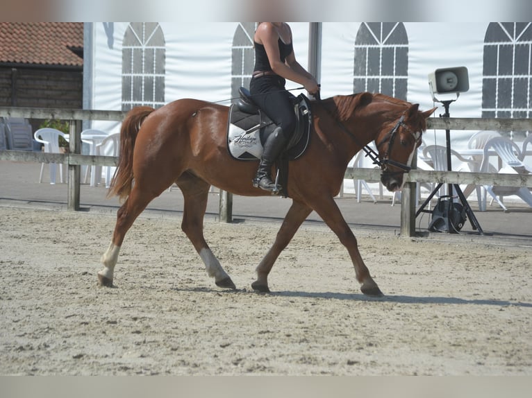 Altre razze Castrone 5 Anni 147 cm Sauro in Breda