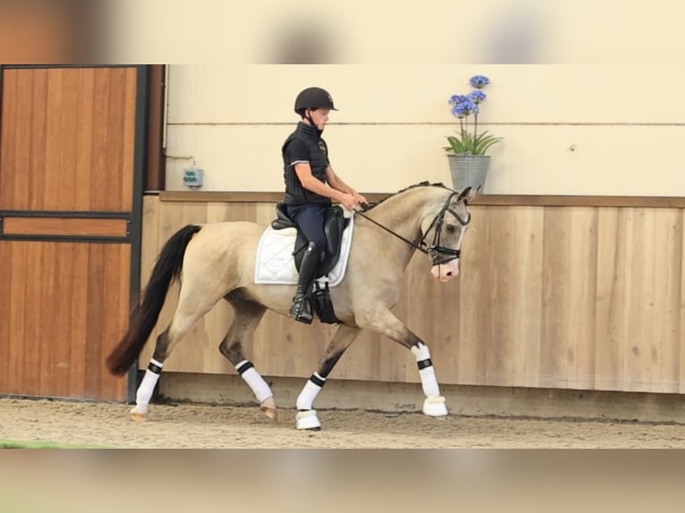 Altre razze Castrone 5 Anni 148 cm  in Oost West en Middelbeers