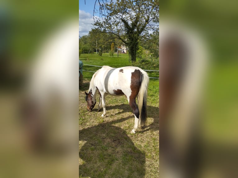 Altre razze Mix Castrone 5 Anni 148 cm Pezzato in Grosshartmannsdorf