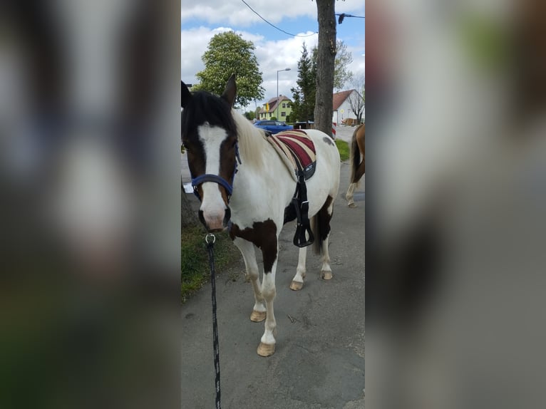 Altre razze Mix Castrone 5 Anni 148 cm Pezzato in Grosshartmannsdorf