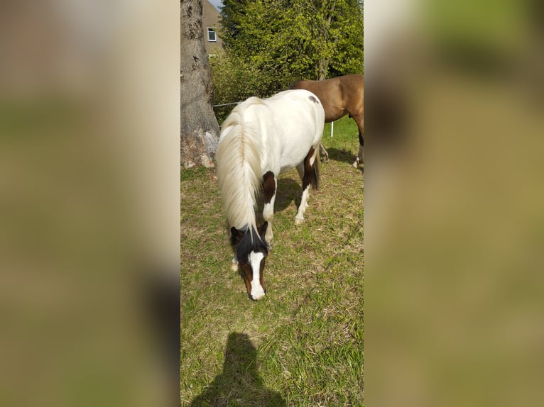 Altre razze Mix Castrone 5 Anni 148 cm Pezzato in Grosshartmannsdorf