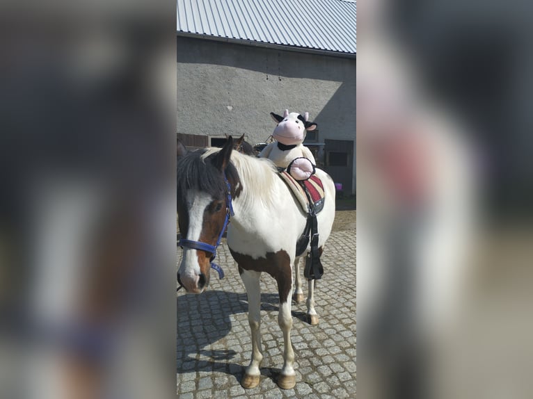 Altre razze Mix Castrone 5 Anni 148 cm Pezzato in Grosshartmannsdorf