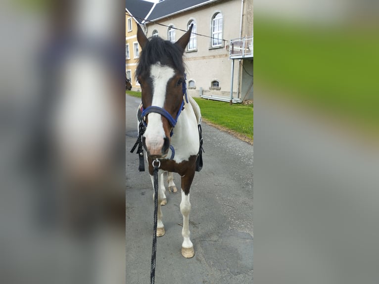 Altre razze Mix Castrone 5 Anni 148 cm Pezzato in Grosshartmannsdorf