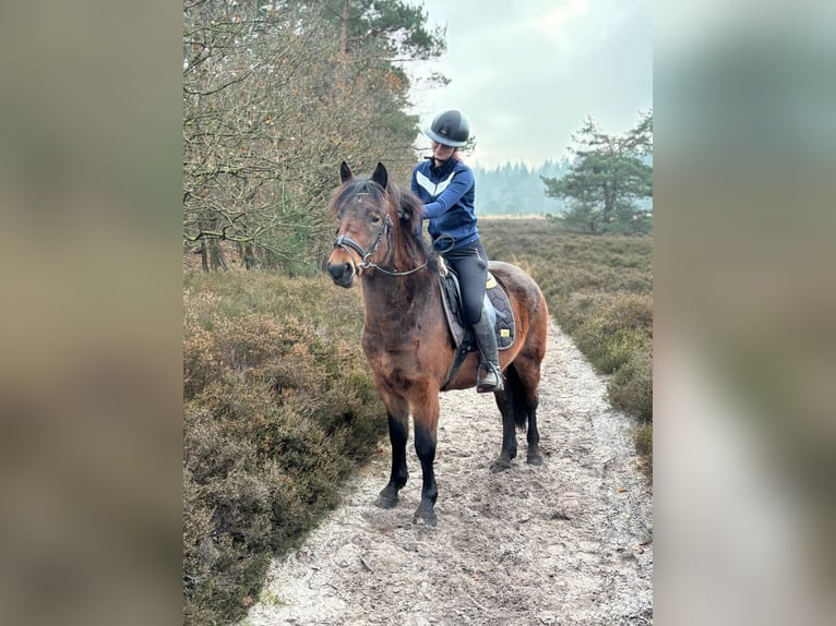 Altre razze Castrone 5 Anni 150 cm Baio in de Wijk