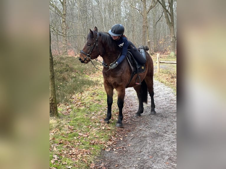 Altre razze Castrone 5 Anni 150 cm Baio in de Wijk