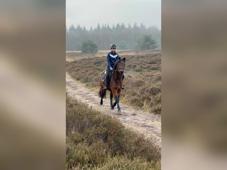 Altre razze Castrone 5 Anni 150 cm Baio in de Wijk