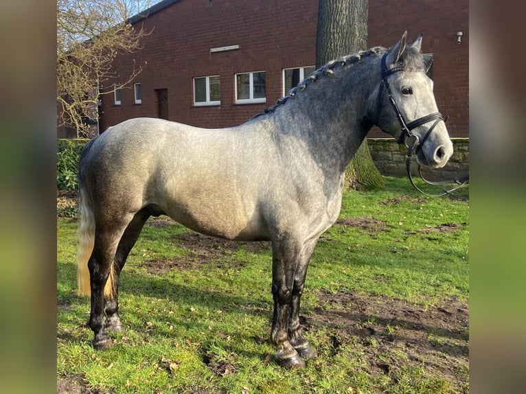 Altre razze Castrone 5 Anni 152 cm Grigio in Hopsten