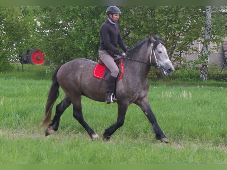 Altre razze Castrone 5 Anni 153 cm Grigio pezzato in Buttstädt