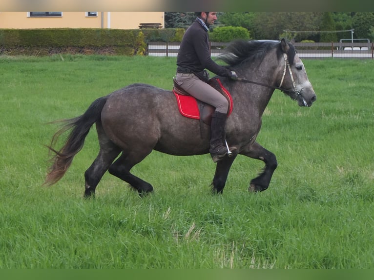 Altre razze Castrone 5 Anni 153 cm Grigio pezzato in Buttstädt