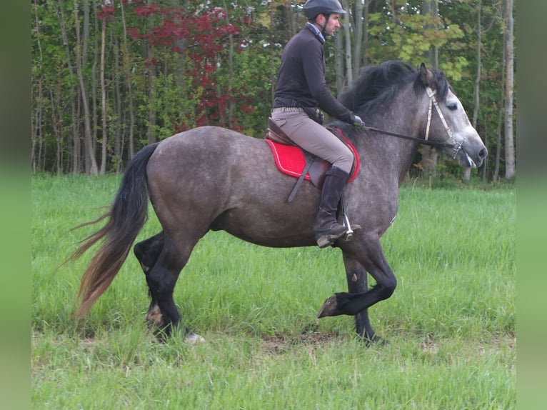 Altre razze Castrone 5 Anni 153 cm Grigio pezzato in Buttstädt