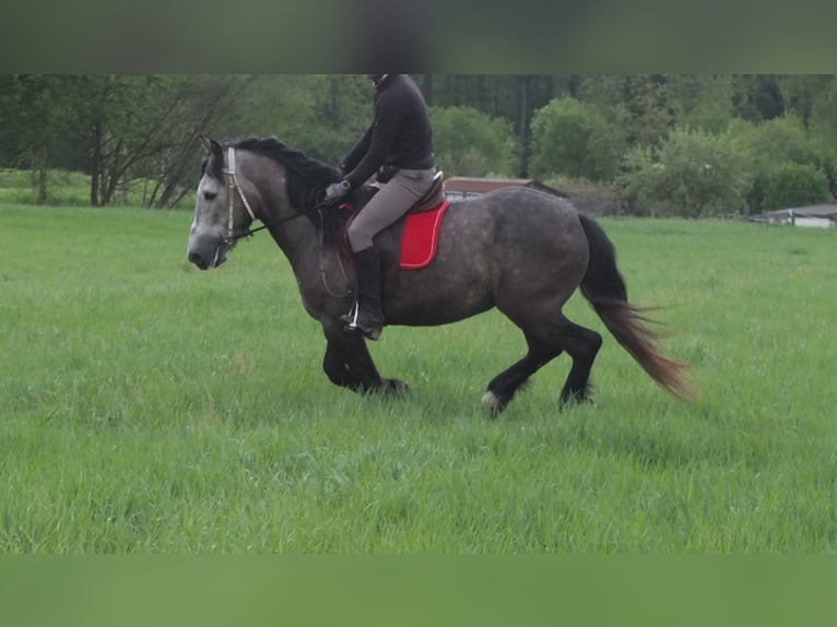 Altre razze Castrone 5 Anni 153 cm Grigio pezzato in Buttstädt